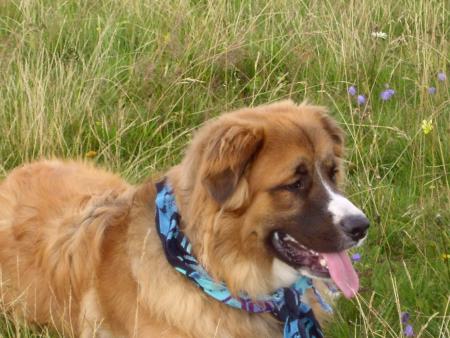 PASCO  LE CHIEN DE MES PARENTS